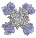 The calcium channel blocker, amlodipine (shown in bright color bound to the side of the channel) is a blood pressure medicine that remodels the channel from the outside, so that the calcium (red dots in center of image) lodges inside.