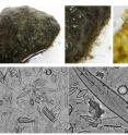 Biofilms are complex communities composed of algae, fungi, and bacteria all living and working together. In streams, biofilms contribute to water quality by recycling nutrients and organic matter. They are also a major food source for invertebrates, which, in turn, feed larger animals like fish.