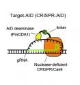 Deaminase is attached by a linker to nuclease-deficient CRISPR/Cas9. Guide RNA recognizes the DNA sequence of target genome and the deaminase modifies the base of the unwound DNA.