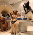 Trained dogs around the MR scanner.
