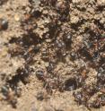 This image shows <i>Formica polyctena</i> workers active on their mound surface in winter, keeping nest entrances open.