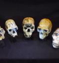 These are skull casts from human evolution.  Left to right:  <i>Australopithecus afarensis, Homo habilis, Homo ergaster, Homo erectus</i> and </i>Homo neanderthalensis</i>.