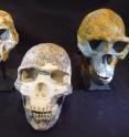 These are Hominin skull casts used to measure the supply
of blood to the brain.