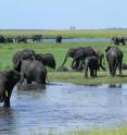 These are elephants in Chobe National Park, Northern Botswana.