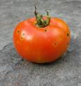 Bacterial speck disease creates unattractive black spots on a ripe tomato, making it unmarketable. The disease is caused by the bacterium <i>Pseudomonas syringae pv. tomato</i>.