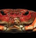 Close-up of a male individual of the new crab species genus <i>Yuebeipotamon calciatile</i>.