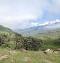 The Sani Pass, one of the mountains in South Africa sampled for the study.