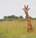 This is a Nubian giraffe in Murchison Falls NP, Uganda.