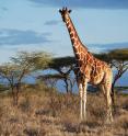 Reticulated giraffe is in Samburu NP, Kenya.