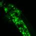 <i>Anopheles gambiae</i> mosquito infected with GFP-expressing AgDNV.