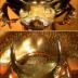 Shown are males of four of the 10 Onthophagus species examined in the study. From top to bottom: O.
watanabei (North Borneo), O. taurus (Mediterranean), O. gazella (South Africa), and O. sagittarius (Indonesia).