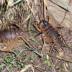 A pair of giant weta in which the male is carrying a radio-tag on his back.