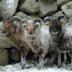 Oldest sheep make larger contributions to population growth when conditions are harsh.