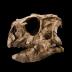The skull of <i>Psittacosaurus gobiensis</i> (pictured here with the skull of a modern macaw) presents the first solid evidence of nut-eating in any dinosaur.