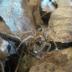 During a dry season in riparian areas, thirsty wolf spiders hunt crickets more aggressively.