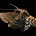 The wing of a <i>Manduca sexta</i>, or tobacco hawkmoth, reveals the extent of deformation during flight.