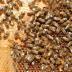 Honey bees, used as the experimental model, on an artificial comb. Nurses can be seen taking care of the brood.