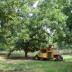 Mechanical thinning of pecan trees is shown using a tree shaker with a hydraulic shaker head.