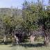 Apple trees still stand in the historic Chase Ranch orchard, planted by the Chase family circa 1870 near Cimarron, N.M.