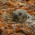 Southern elephant seals were fitted with GPS collars to help provide data for the new atlas.