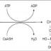 This graphic shows the initial steps in the metabolism of 4-HB.