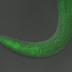 This tiny worm became temporarily paralyzed when scientists fed it a light-sensitive material, or "photoswitch," and then exposed it to ultraviolet light.