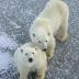 An international team of scientists has discovered that the female ancestor of all living polar bears was a brown bear that lived in the vicinity of present-day Britain and Ireland just prior to the peak of the last ice age -- 20,000 to 50,000 years ago. The research is expected to help guide future conservation efforts for polar bears, which are listed as threatened under the Endangered Species Act. The research team concluded that all living polar bears trace their maternal ancestor to a brown bear that lived near present-day Britain and Ireland just prior to the last ice age.