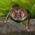 The vampire bat, <I>Desmodus rotundus</I>, must find a blood meal every 1-2 days to survive. Razor sharp teeth and infrared-sensing "pit organs" surrounding its nose help the bat achieve this goal.