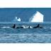The increase in hunting territories available to killer whales in the Arctic due to climate change and melting sea ice could seriously affect the marine ecosystem balance.  New research published in BioMed Central's re-launched open-access journal <I>Aquatic Biosystems</I> has combined scientific observations with Canadian Inuit traditional knowledge to determine killer whale behavior and diet in the Arctic.