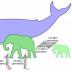 Transformations can happen much faster in animals that live in the water. An increase from rabbit-sized to elephant-sized would take at least five million generations, but the equivalent change in whales takes half as many generations. Becoming smaller is also easier: dwarfing in elephants occurred 10 times faster than the equivalent increase to evolve large elephants.
