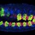 This is a fruit fly embryo showing the cells that will become gut (green/yellow) and heart (red) muscle.