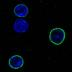 This microscope image shows extremely long-lived proteins, or ELLPs, glowing green on the outside of the nucleus of a rat brain cell. DNA inside the nucleus is pictured in blue. 
  
The Salk scientists discovered that the ELLPs, which form channels through the wall of the nucleus, lasted for more than a year without being replaced. Deterioration of these proteins may allow toxins to enter the nucleus, resulting in cellular aging.