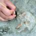 Researchers have found cut and percussion marks in elephant bones in the site of Preresa.