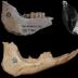 <I>Myotragus balearicus </I>lower jaws. The upper part shows the jaw of a young adult specimen with extremely high teeth. The upper right image corresponds to the x-ray of the jaw. The jaw below belongs to a very old specimen, which shows fully worn teeth, i.e., without enamel.
