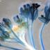 The blue areas in this thale cress plant indicate where the fatty-acid-binding protein one gene is expressed, according to Iowa State researchers. The blue areas also correspond to regions where high fatty acids would be synthesized by the plant.