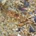 This is a reticulated dragonet, a new species in Sweden, well-camouflaged against the seabed in the Väderöarna.
