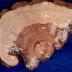 A tree ring shows the pattern of fire scars from 1700 to 1979. As is typical of tree rings, fire scars stop around 1900 due to a century of fire suppression.