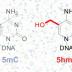 This image shows the differences in chemical structure of the
5-methylcytosine (5mC) base (left) from the 5-hydroxymethylcytosine
(5hmC) base in DNA against a background of DNA sequencing imagery.
Researchers at the University of Chicago, the Ludwig Institute for Cancer
Research at the University of California, San Diego, and Emory University
Have presented the first genomic map of 5hmC at single-base resolution. DNA
5hmC modification plays key roles in processes fundamental to life.