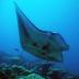 The researchers found a link between replacing native trees with non-native palms and the health of the manta ray population off Palmyra Atoll in the Pacific.