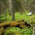 This is a type locality in Kittilä, Finland, with <a href="http://en.wikipedia.org/wiki/Malaise_trap">Malaise trap</a>.