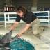 Sue Hunter, the National Aquarium's director of animal programs and marine mammals, examines a resident dolphin.