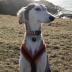 Salukis appear genetically different because they were geographically isolated and were not part of the 19th century Victorian-initiated Kennel Clubs that blended lineages to create most of the breeds we keep as pets today.