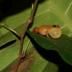 This is a yellow dyer rain frog while calling, with the air sacs exposed.