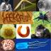 The top 10 new species list was announced May 23 by the International Institute for Species Exploration at Arizona State University. The 2012 list includes a teensy attack wasp, night-blooming orchid, underworld worm, ancient “walking cactus” creature, blue tarantula, Nepalese poppy, giant millipede, sneezing monkey, fungus named for a TV cartoon character and a beautiful but venomous jellyfish.