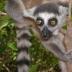 This is a young ring-tailed lemur in densely forested area of Madagascar.