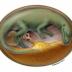 This is a flesh reconstruction of embryonic dinosaur inside egg.