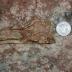 This shows fossil remains found by a George Washington University biologist in northwestern China have been identified as a new species of small theropod, or meat-eating, dinosaur.
 
The discovery was made by James Clark, Professor of Biology,at GW's Columbian College of Arts and Sciences. Dr. Clark, along with his then doctoral student Jonah Choiniere and a team of international researchers, found the dinosaur specimen in a remote region of Xinjiang in China in 2006. 

In a research paper published in the <i>Journal of Systematic Palaeontology</i>, Drs. Clark and Choiniere explain recovering the skull, mandible and partial skeleton of the dinosaur. The new theropod was an estimated 1 meter or just over 3 feet long and probably weighed about 3 pounds.