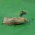 This is the greater wax moth.