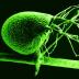 A scanning electron micrograph shows the bladder of <i>Utricularia gibba</i>, the humped bladderwort plant (color added). The plant is a voracious carnivore, with its tiny, 1-millimeter-long bladders leveraging vacuum pressure to suck in tiny prey at great speed. New research shows that the <i>U. gibba</i> genome contains almost no noncoding DNA, demonstrating that vast quantities of this so-called "junk DNA" may not be necessary for complex life.