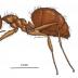 Tawny crazy ants were first discovered in the US in 2002 by a pest control operator in a suburb of Houston, and have since established populations in 21 counties in Texas, 20 counties in Florida, and a few sites in southern Mississippi and southern Louisiana.